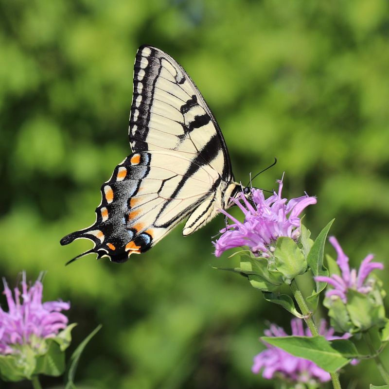 Attract Pollinators