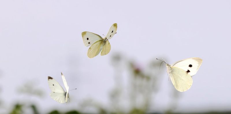 Attracting Pollinators