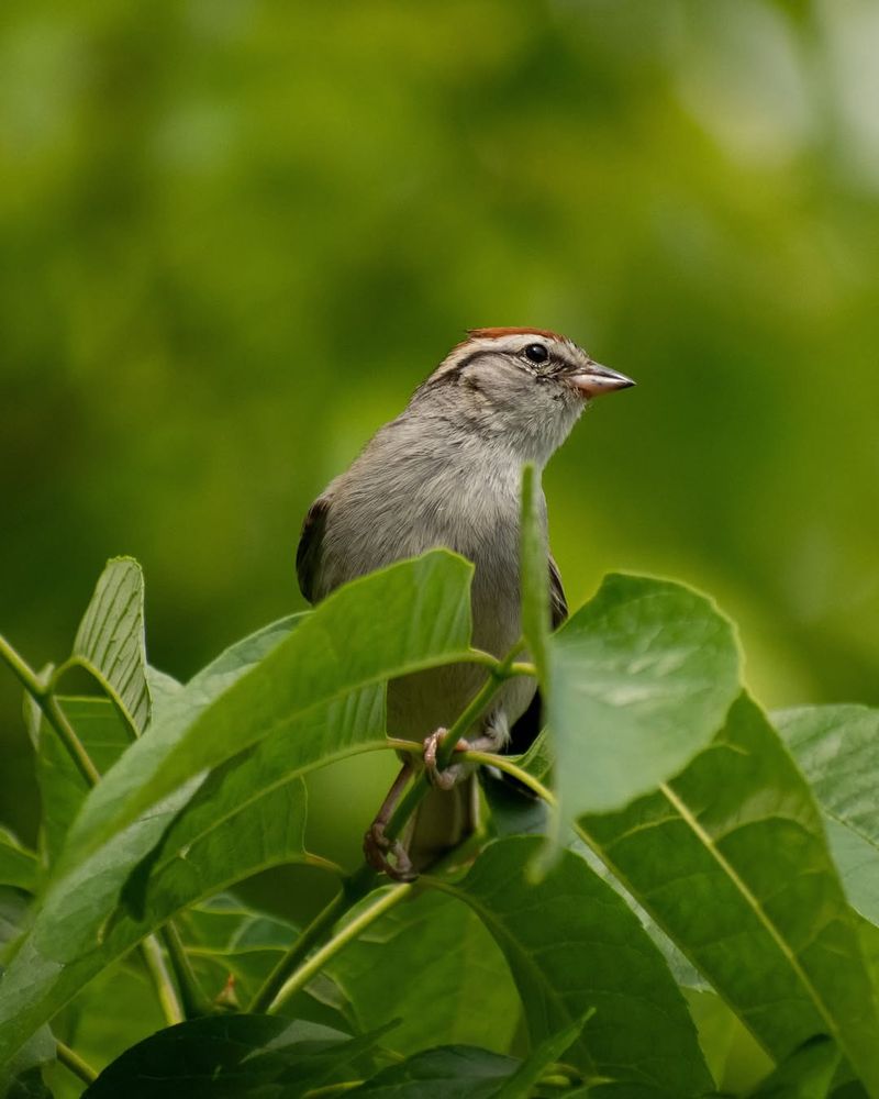 Attraction of Birds