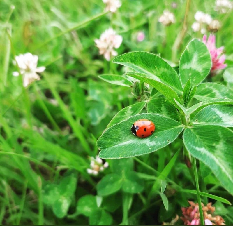 Attracts Beneficial Insects