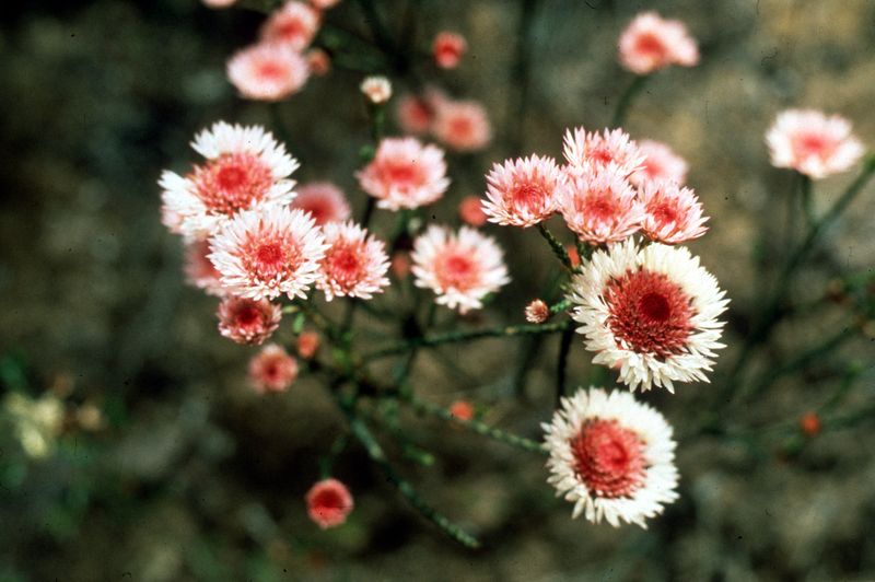 Australian Swamp Daisy