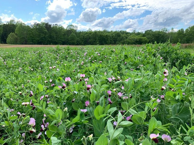 Austrian Winter Peas