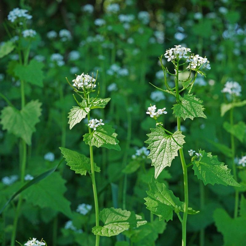 Garlic Mustard