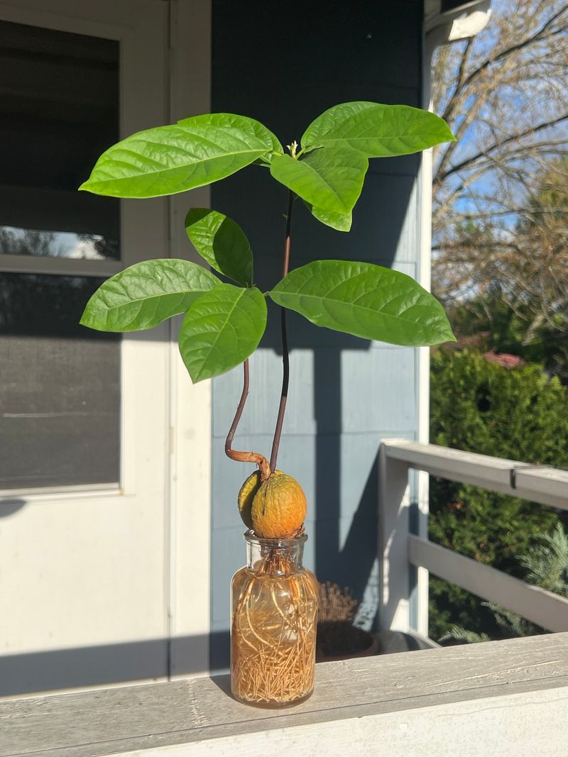 Avocado Pits