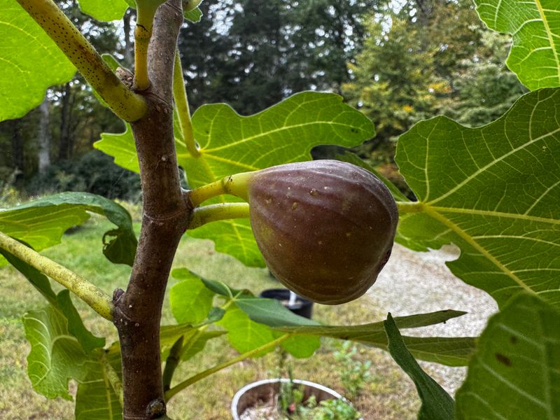 Fig Seeds