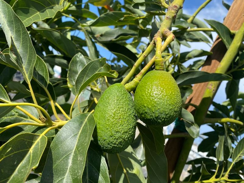 Avocado Tree