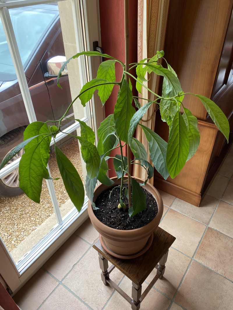 Avocado Tree