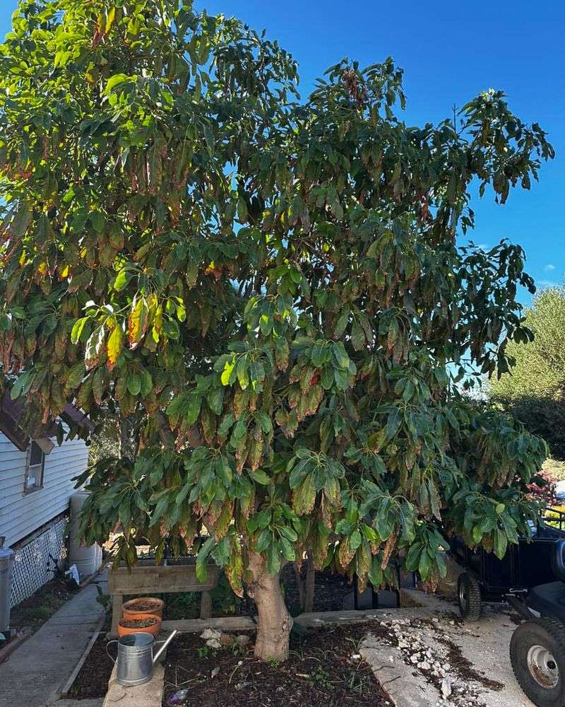 Avocado Tree