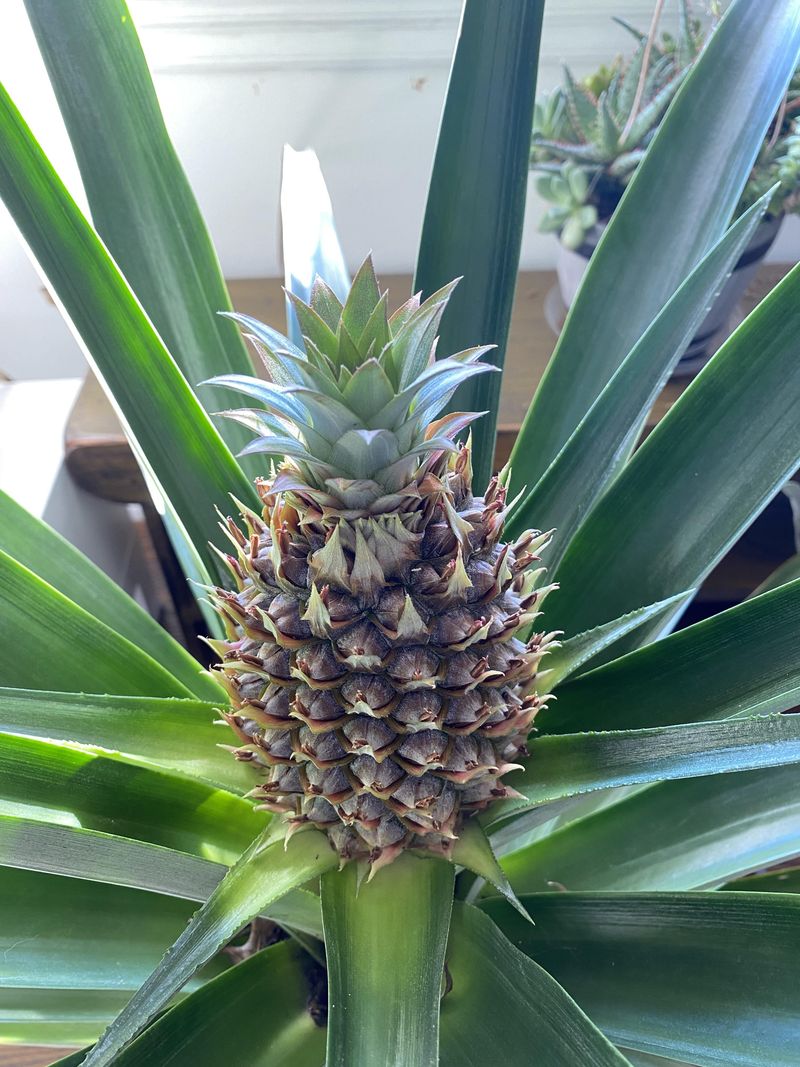 Pineapple Plant