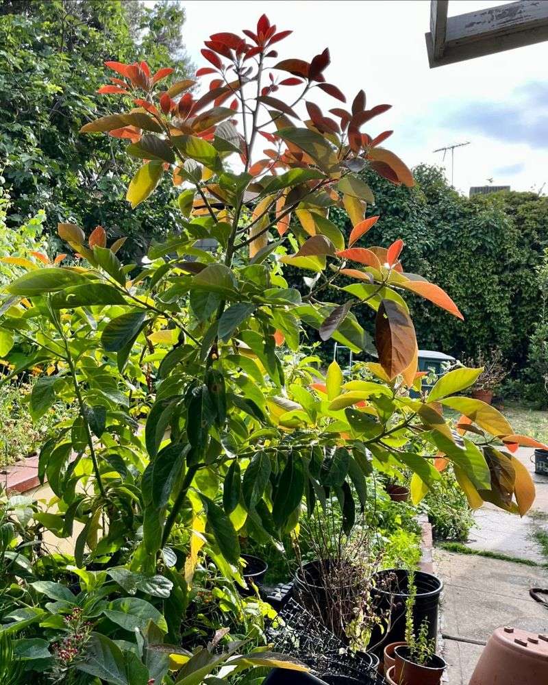 Avocado Tree