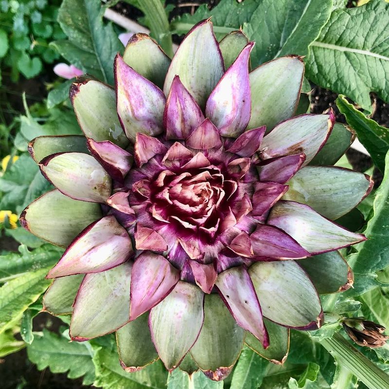 Avoid: Artichokes, Grow: Cardoons