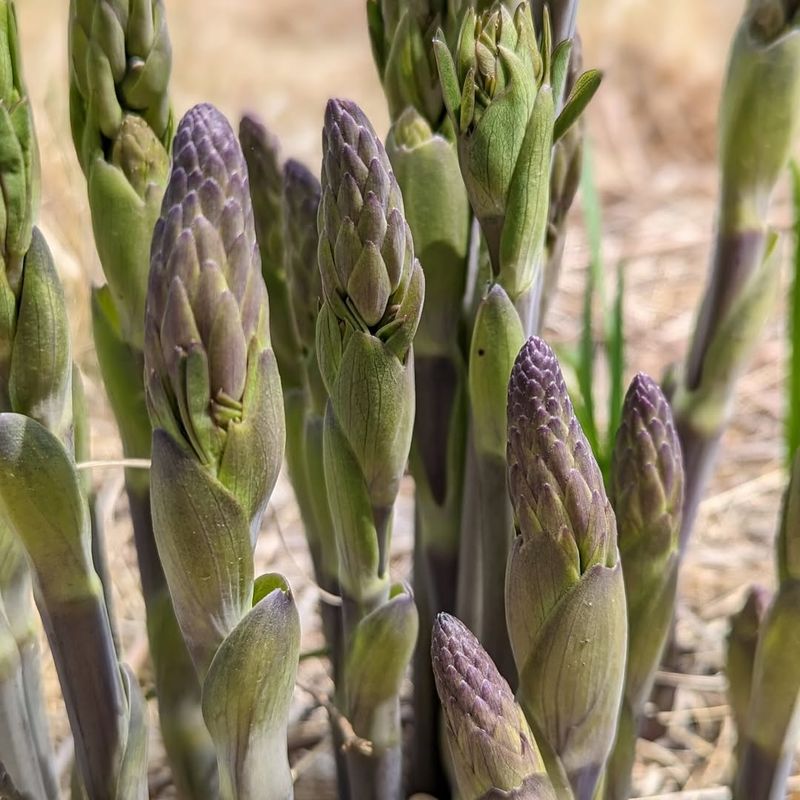 Avoid: Asparagus, Grow: Broccoli Rabe