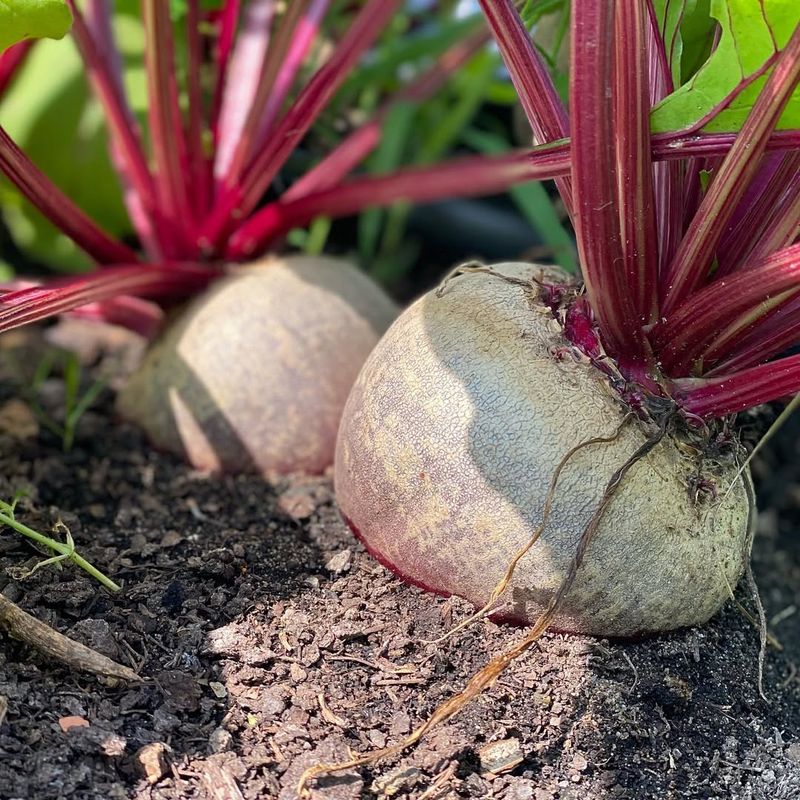 Avoid: Beets, Grow: Turnips