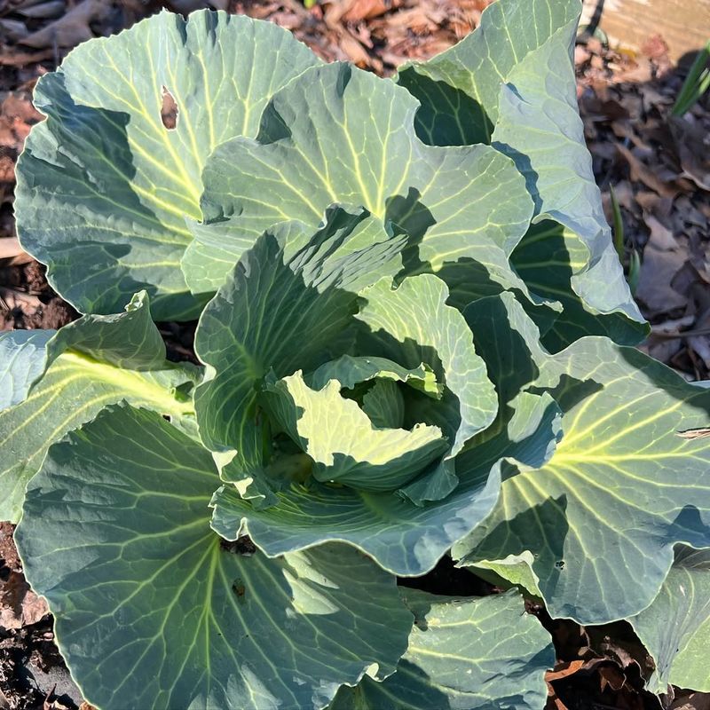 Avoid: Cabbage, Grow: Bok Choy