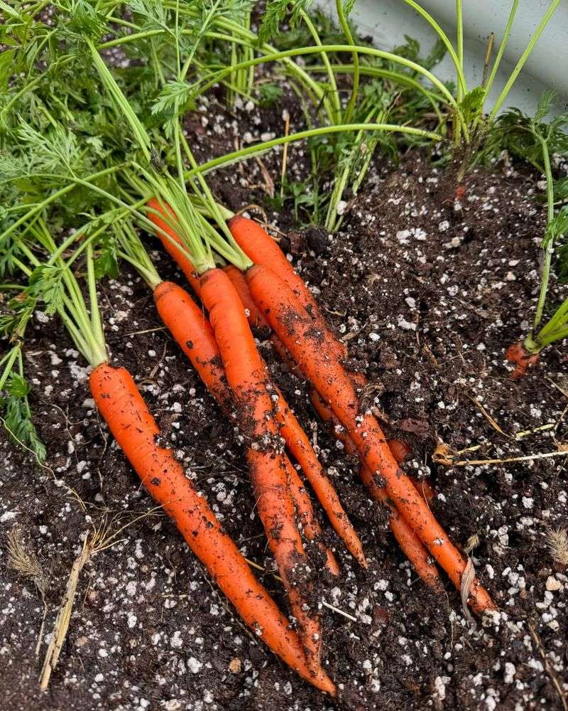 Avoid: Carrots, Grow: Radishes