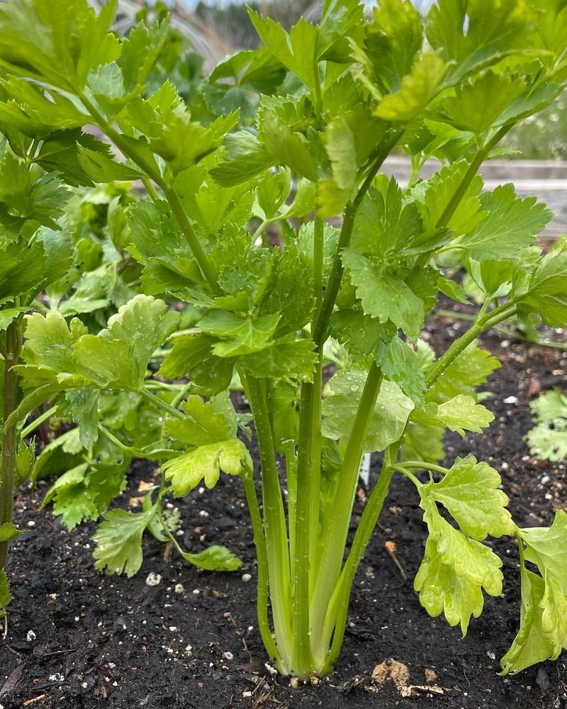 Avoid: Celery, Grow: Swiss Chard