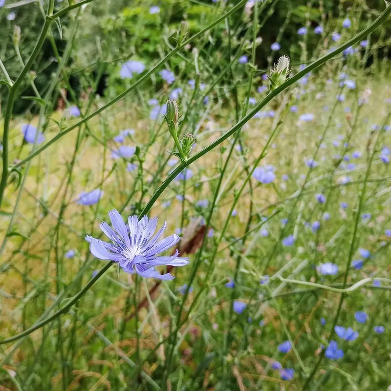 Avoid: Chicory, Grow: Spinach