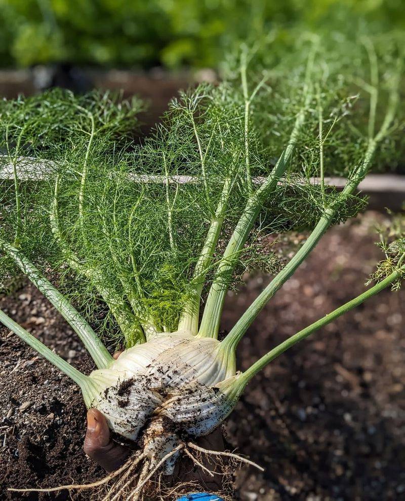 Avoid: Fennel, Grow: Anise