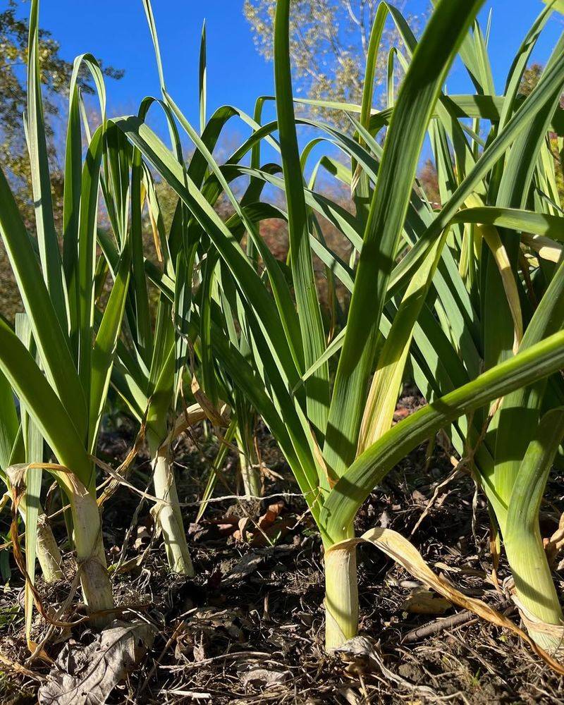 Avoid: Garlic, Grow: Shallots