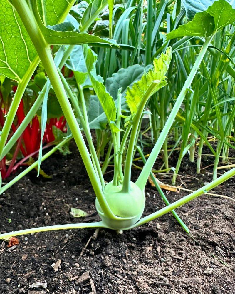 Avoid: Kohlrabi, Grow: Broccoli