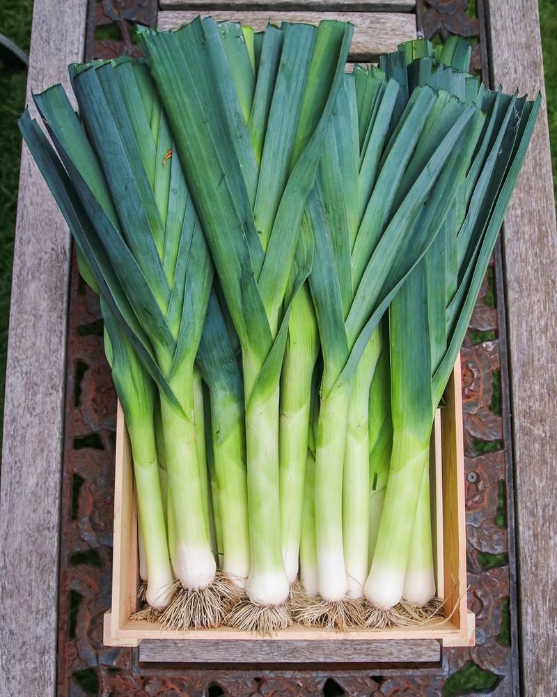 Avoid: Leeks, Grow: Scallions