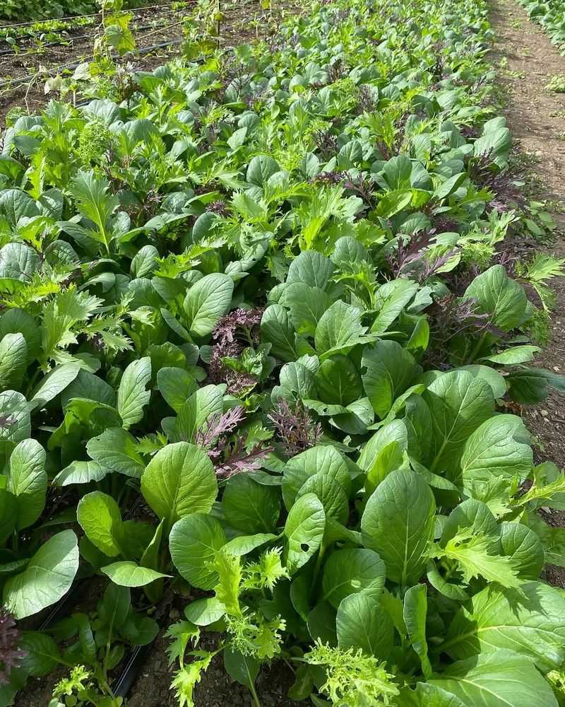 Avoid: Mustard Greens, Grow: Collard Greens