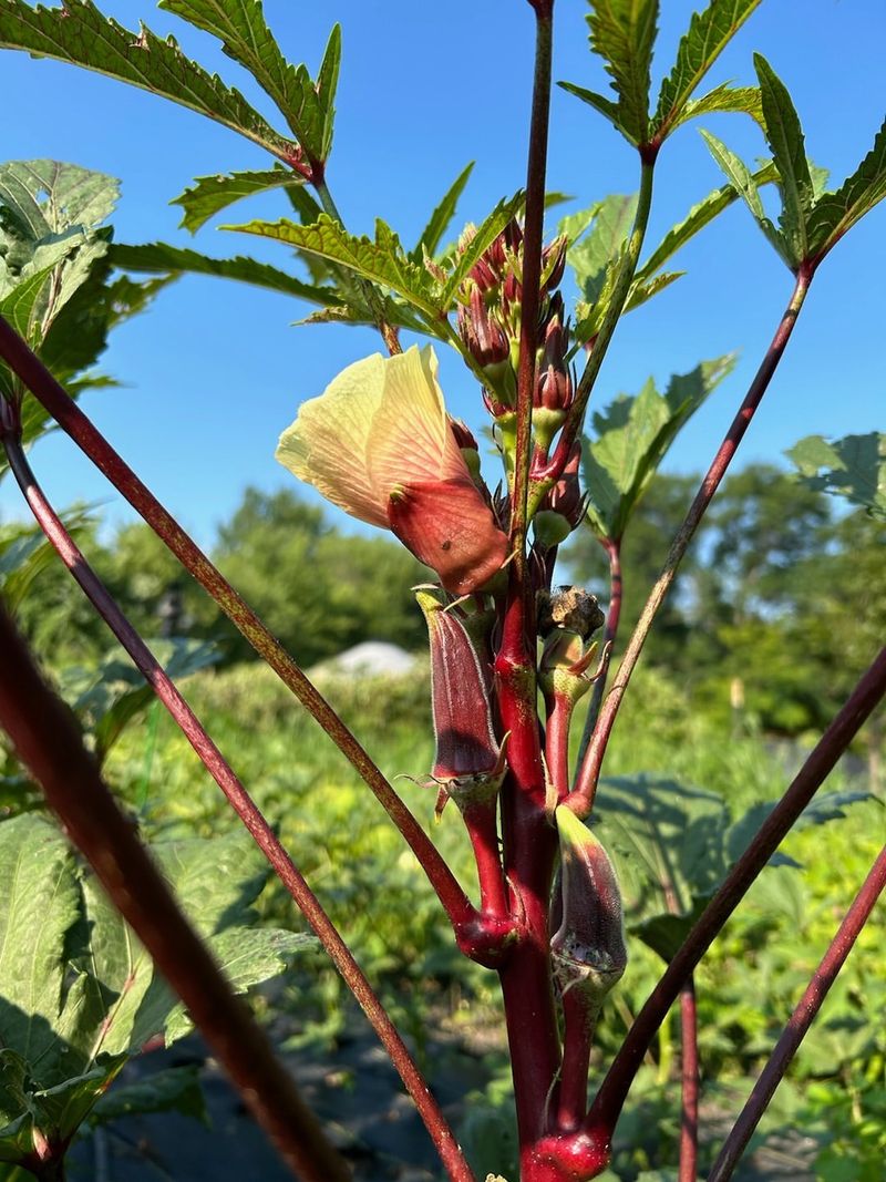 Avoid: Okra, Grow: Green Beans