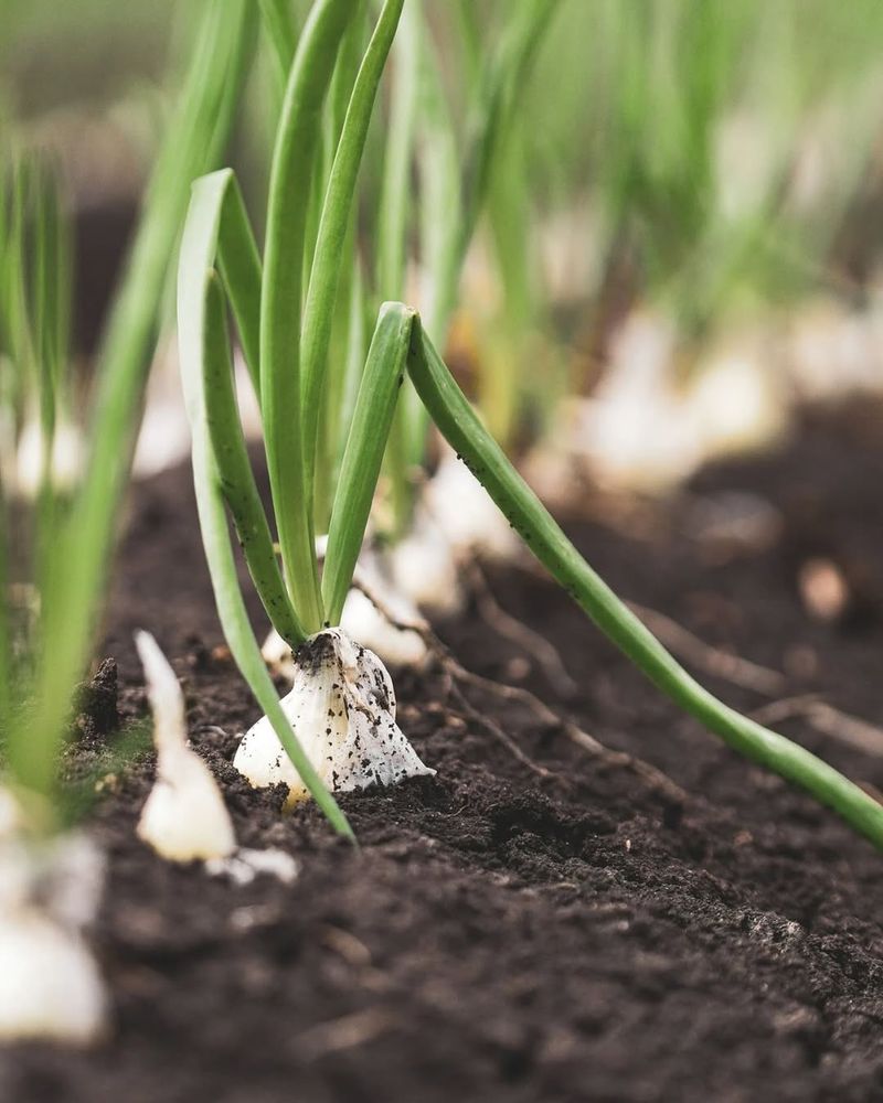 Avoid: Onions, Grow: Leeks