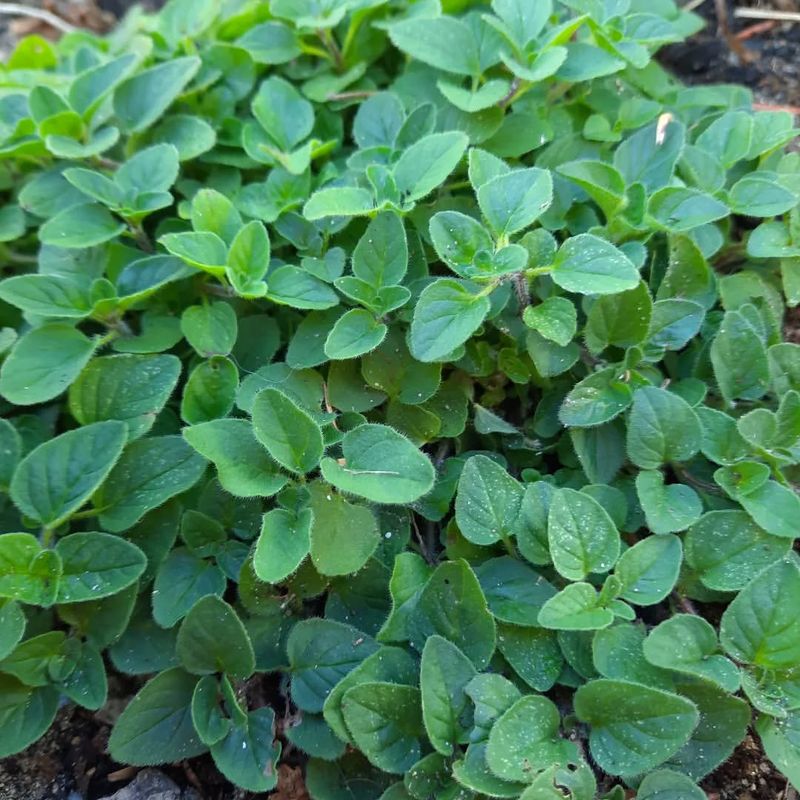 Avoid: Oregano, Grow: Thyme