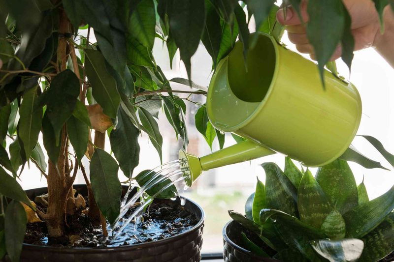 Avoid Overwatering