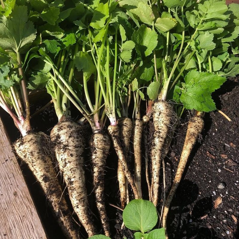 Avoid: Parsnips, Grow: Carrots