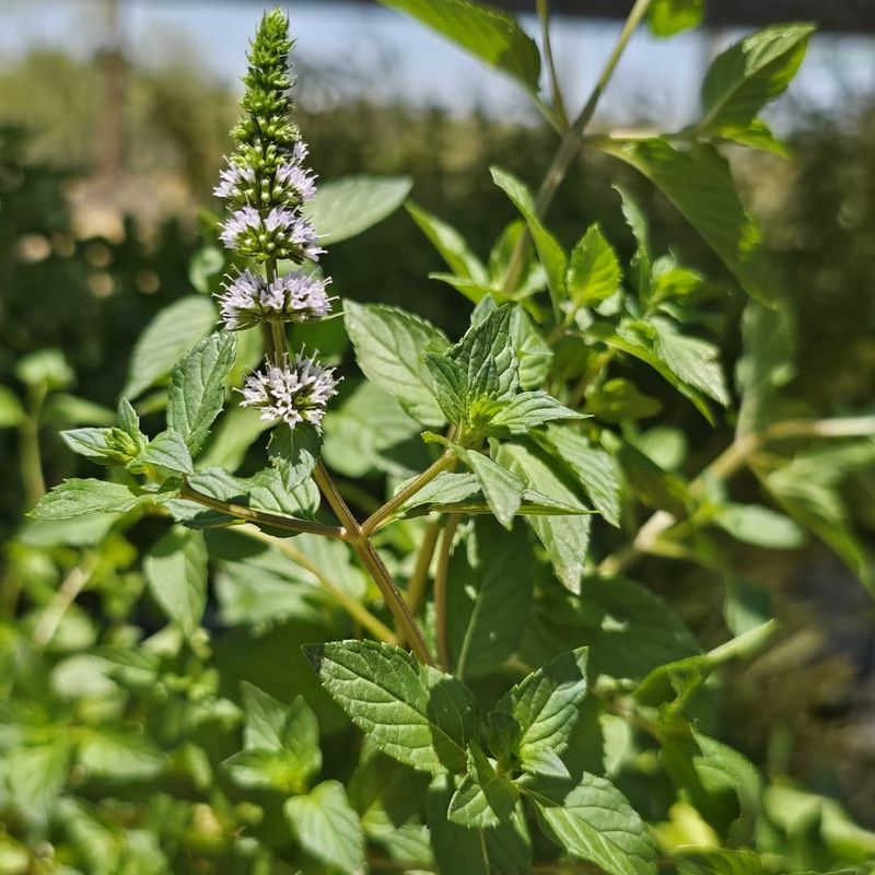 Avoid: Peppermint, Grow: Spearmint