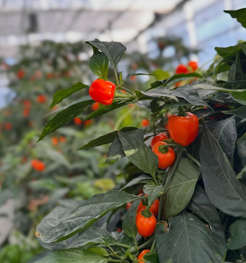 Avoid: Peppers, Grow: Tomatoes