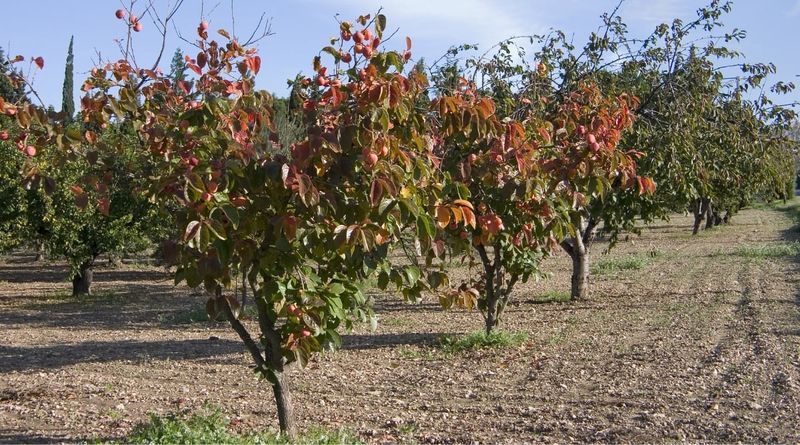 Avoid Planting Too Close to Other Trees