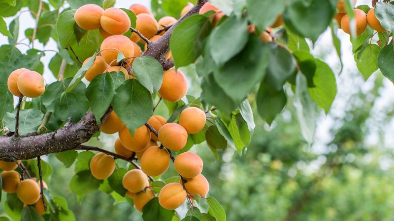 Avoid Planting in an Area with Poor Sunlight