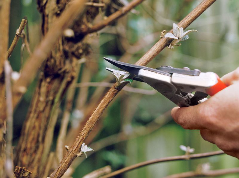 Avoid Pruning Too Much, Especially in Early Growth Stages