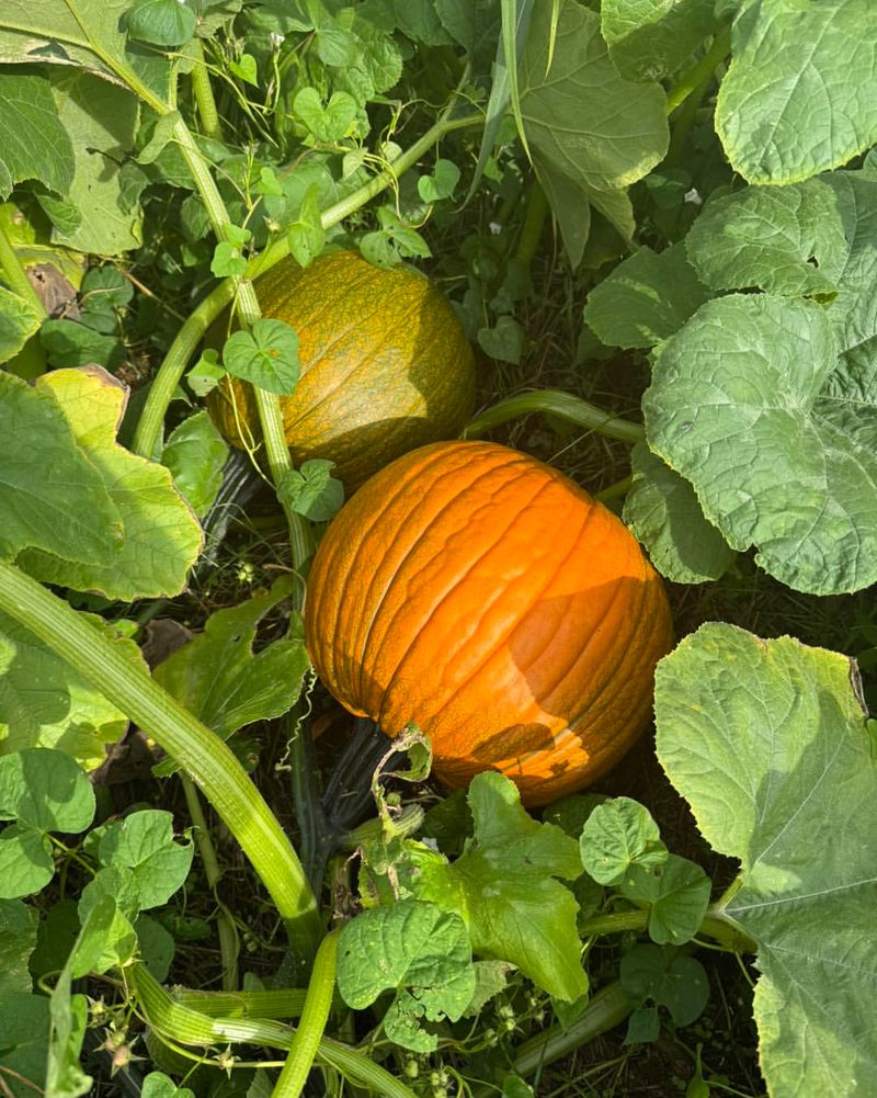 Avoid: Pumpkins, Grow: Butternut Squash