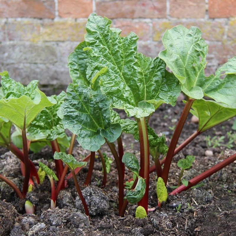 Avoid: Rhubarb, Grow: Swiss Chard