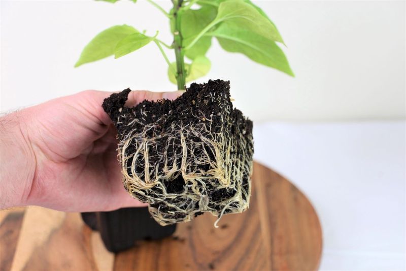 Avoid Root Disturbance