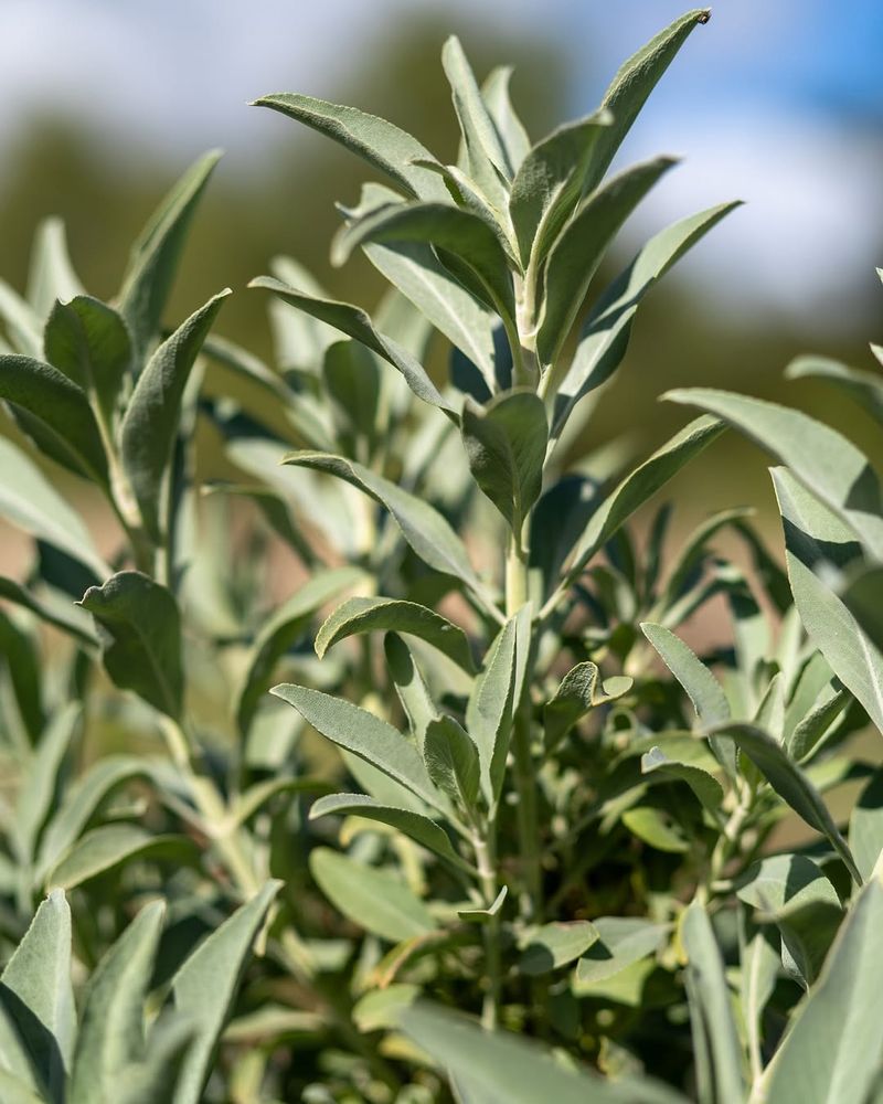 Avoid: Sage, Grow: Lemon Balm