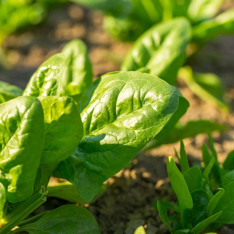 Avoid: Spinach, Grow: Beet Greens