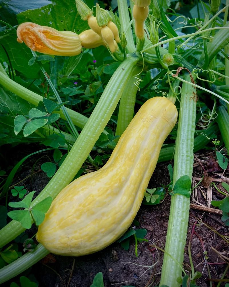 Avoid: Summer Squash, Grow: Winter Squash