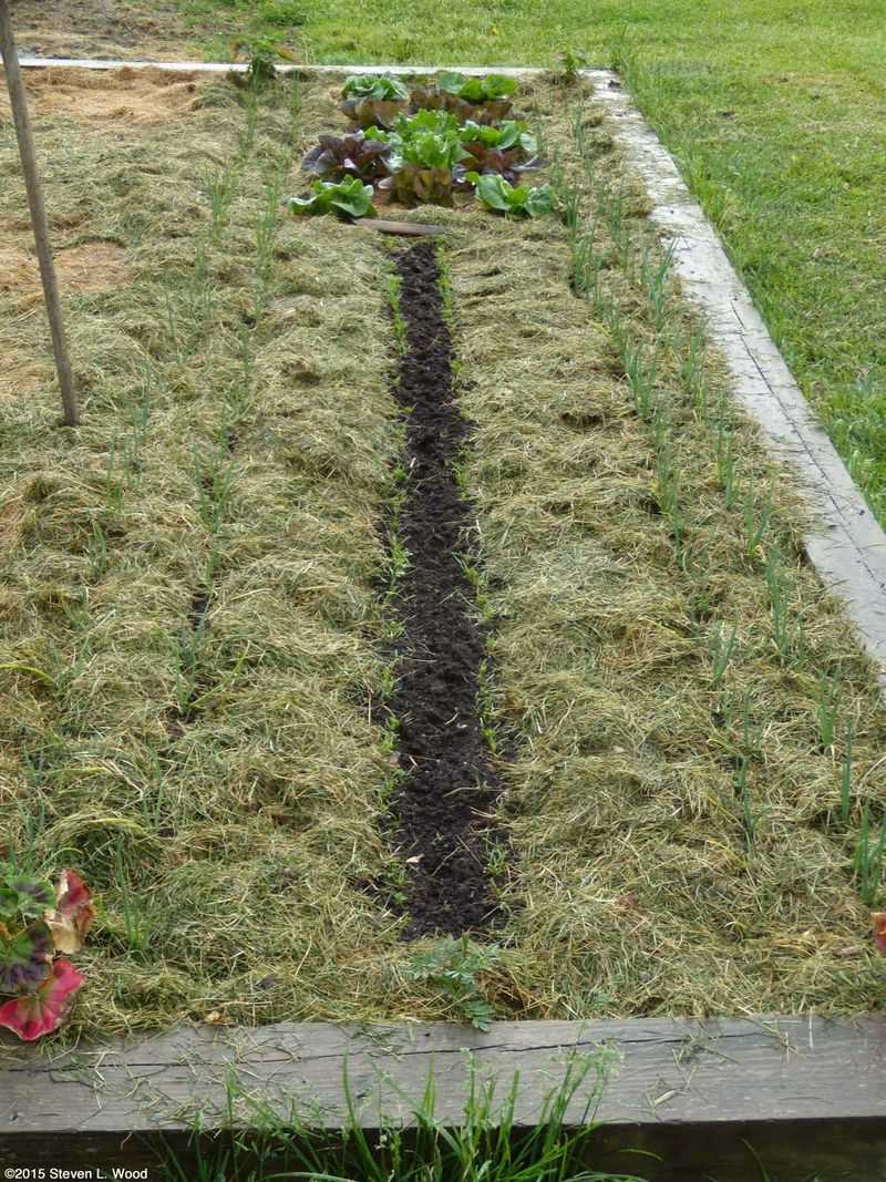 Avoiding Lawn Clippings