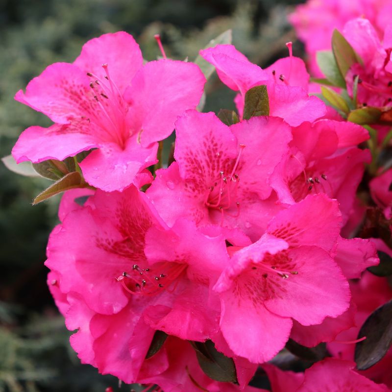 Azalea