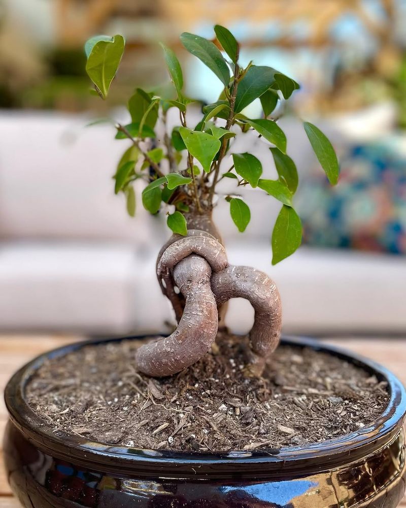 Bonsai