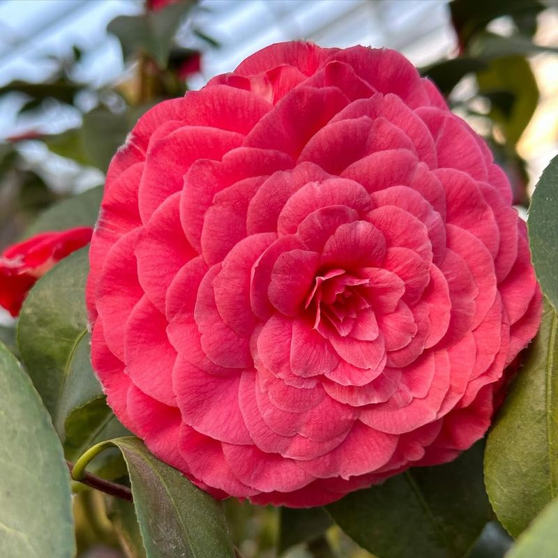 Camellia