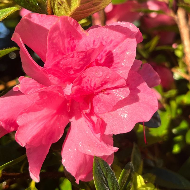 Azalea