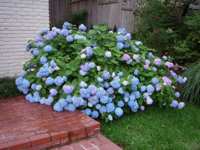 Hydrangea (Hydrangea macrophylla)