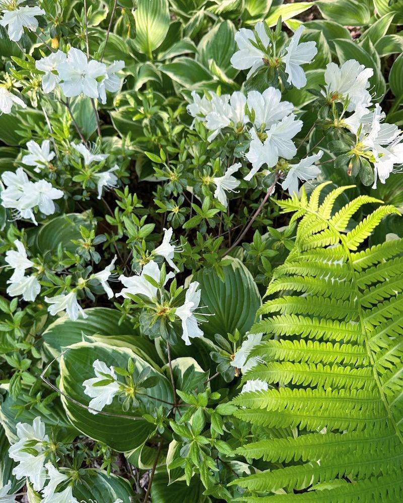 Azalea & Hosta