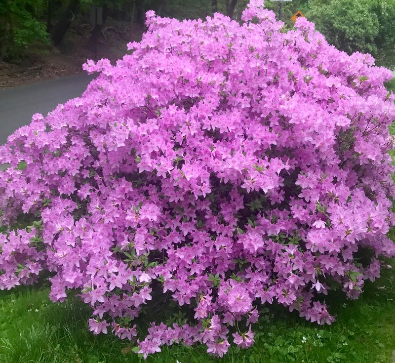 Azaleas